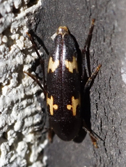 Dircaea liturata