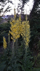 Verbascum speciosum
