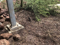 Zenaida galapagoensis galapagoensis