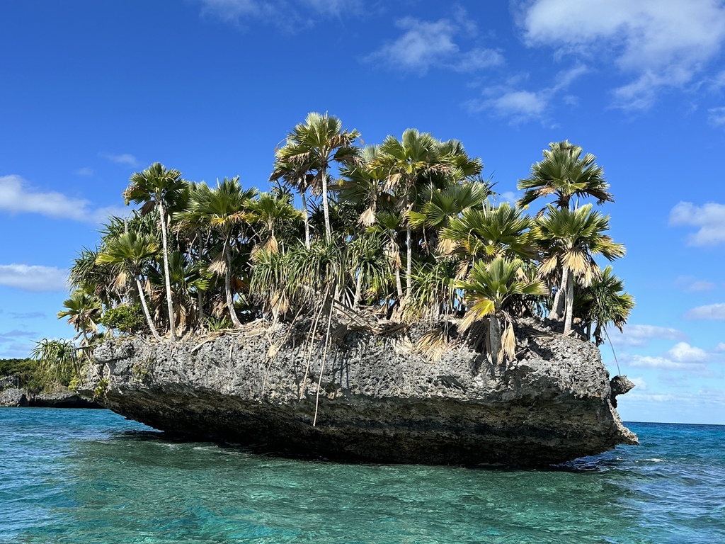 Pritchardia thurstonii