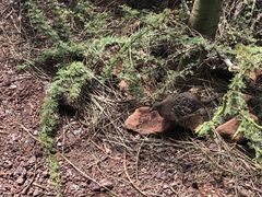 Zenaida galapagoensis galapagoensis