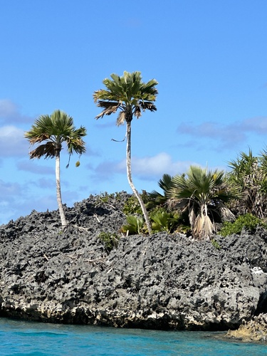 Pritchardia thurstonii