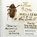 Desisa - Photo (c) Natural History Museum:  Coleoptera Section，保留部份權利CC BY-NC-SA