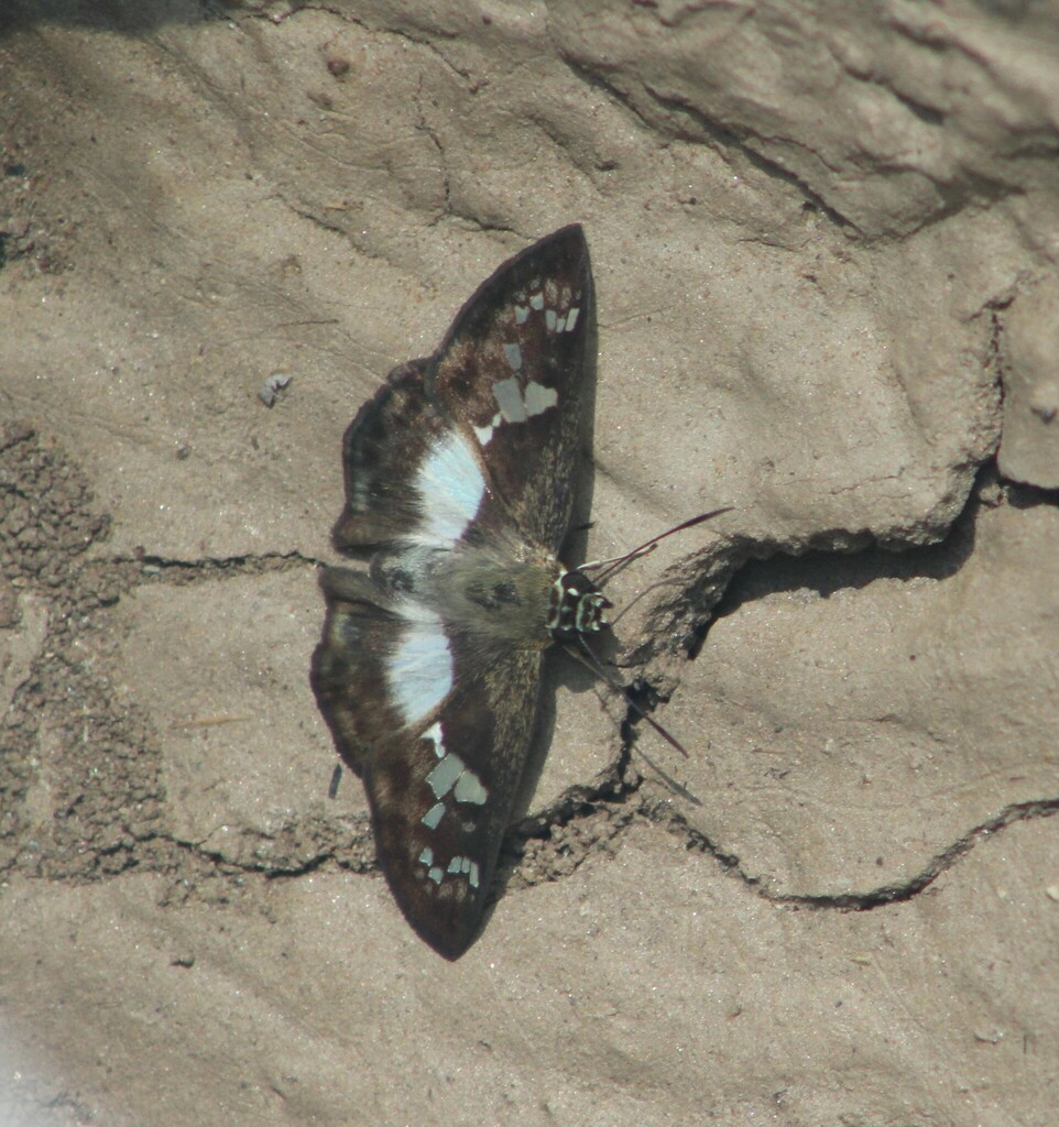 Clito congruens