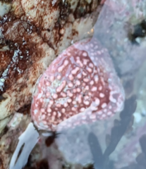 Acmaea