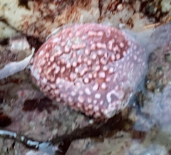 Acmaea