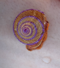 Calliostoma annulatum