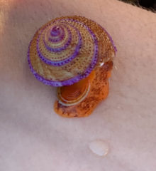 Calliostoma annulatum