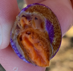 Calliostoma annulatum