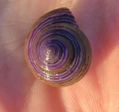 Calliostoma annulatum