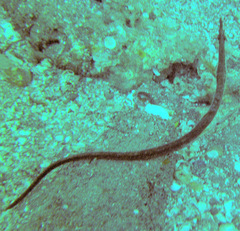 Syngnathidae