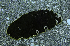 Callioplana marginata