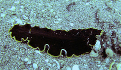 Callioplana marginata
