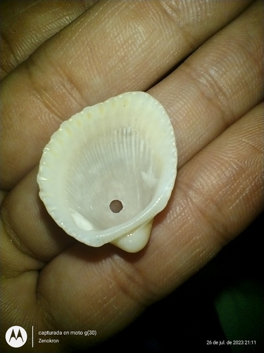 Chemnitz's ark clam