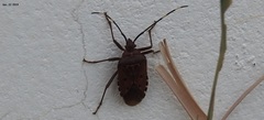 Urochela quadrinotata