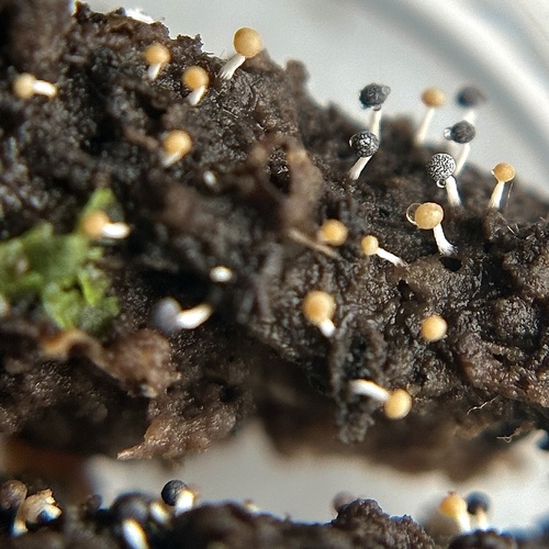 Physarum melleum observed 2023-07-29