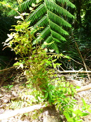 Alectryon excelsus excelsus