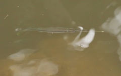 Zenarchopterus buffonis