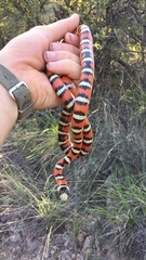 Lampropeltis knoblochi