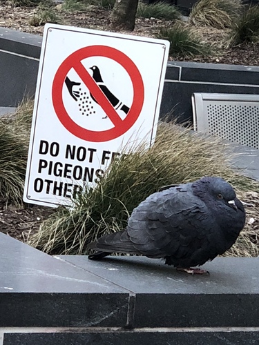 Columba livia