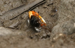 Tubuca coarctata