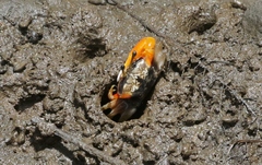 Tubuca coarctata
