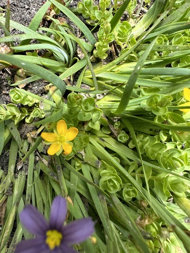 Tinker's penny (Hypericum anagalloides)