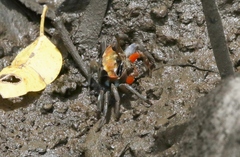 Tubuca coarctata