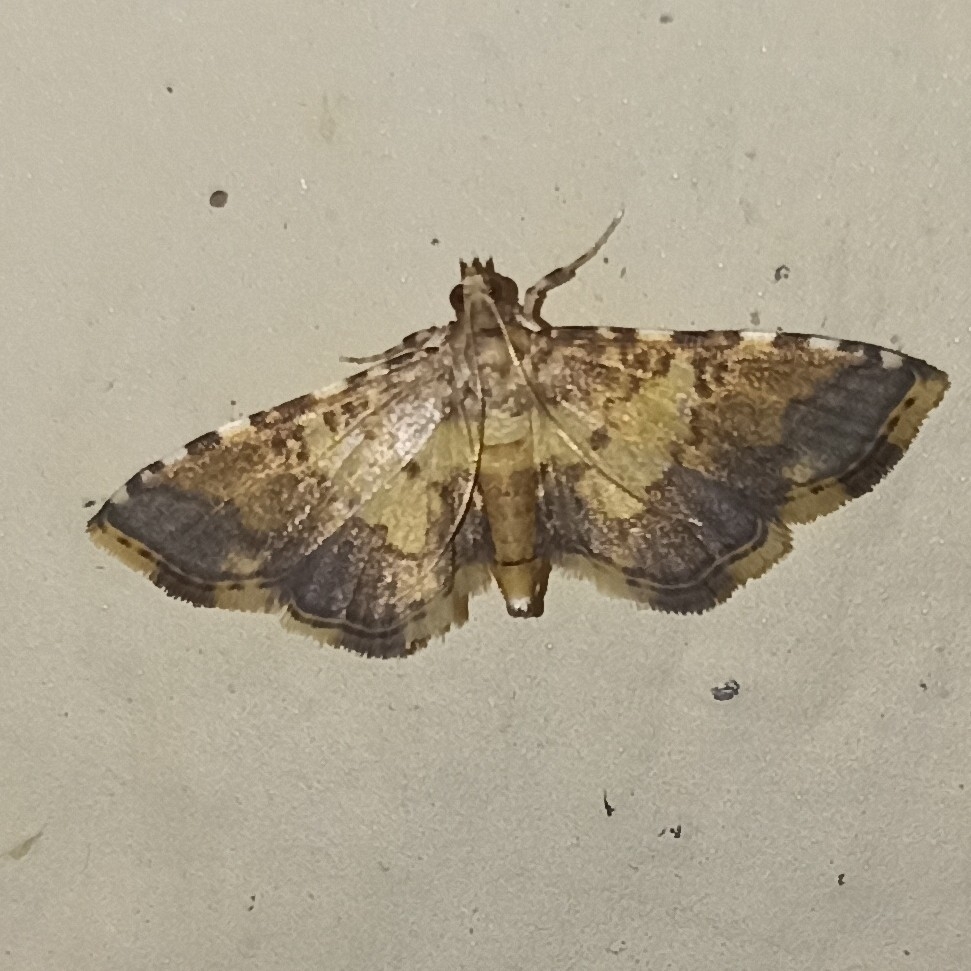 Nacoleia biformis