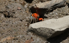 Tubuca coarctata