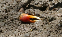 Tubuca coarctata