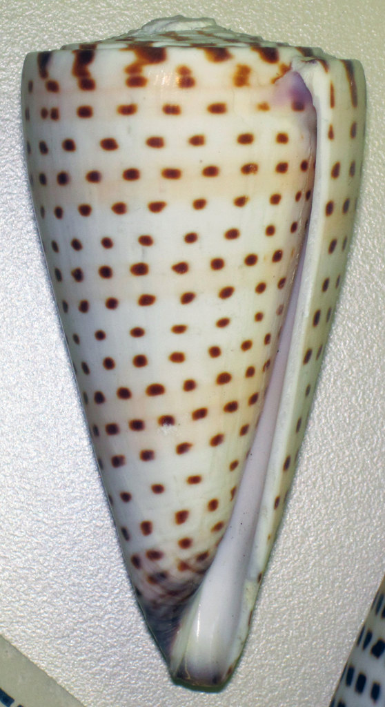 Lettered cone