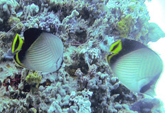 Chaetodon decussatus