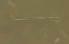 Zenarchopterus buffonis