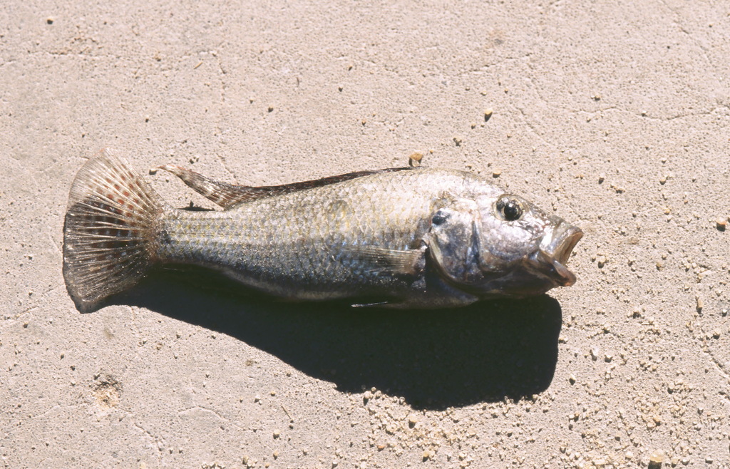 Desfontaines's cichlid (Astatotilapia desfontainii) — Cichlidae