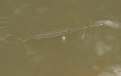 Zenarchopterus buffonis
