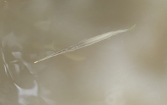 Zenarchopterus buffonis