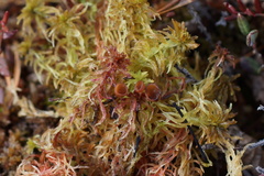 Myriosclerotinia