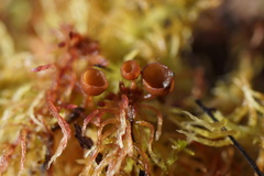 Myriosclerotinia