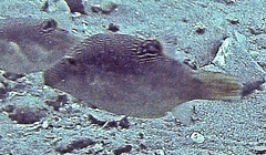 Canthigaster compressa