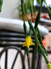 Hatiora salicornoides