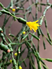 Hatiora salicornoides
