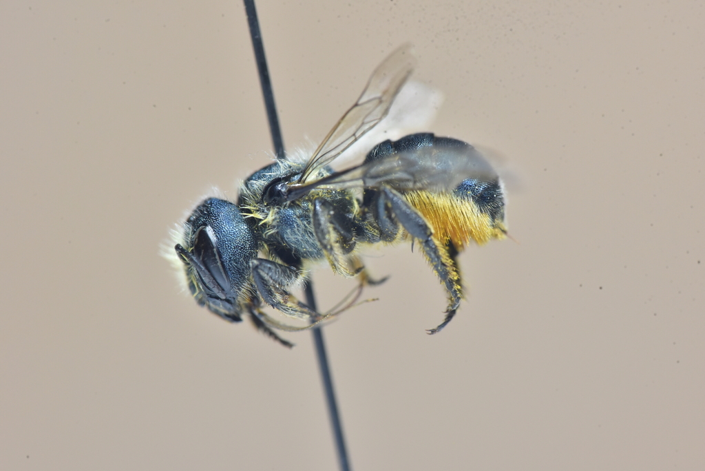 Colorado Mason