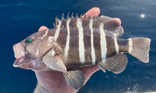 Banded rockcod (Hyporthodus ergastularius) — Serranidae — 2