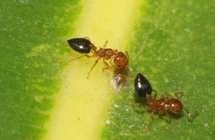 Crematogaster clarior