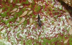 Gynaikothrips