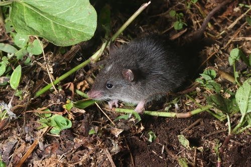 Fraternal Hill Rat (Frateromys fratrorum) — Data Deficient Mammalia