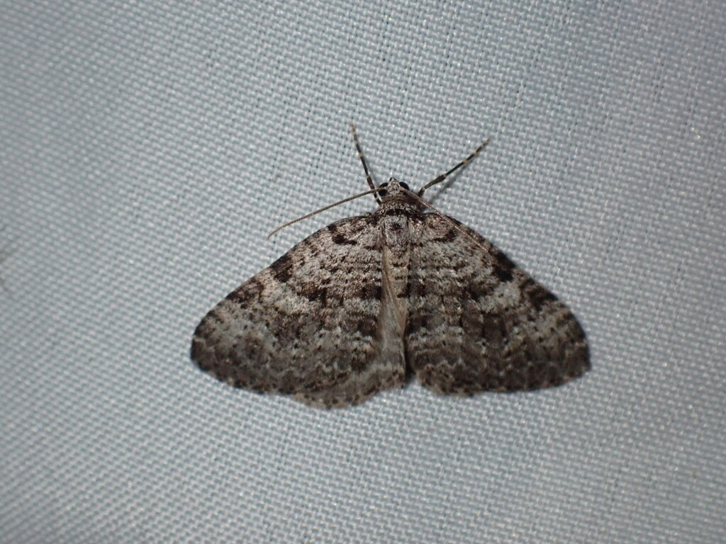 Gray Rivulet