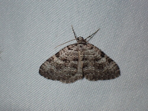 Gray Rivulet