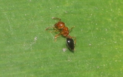Crematogaster clarior